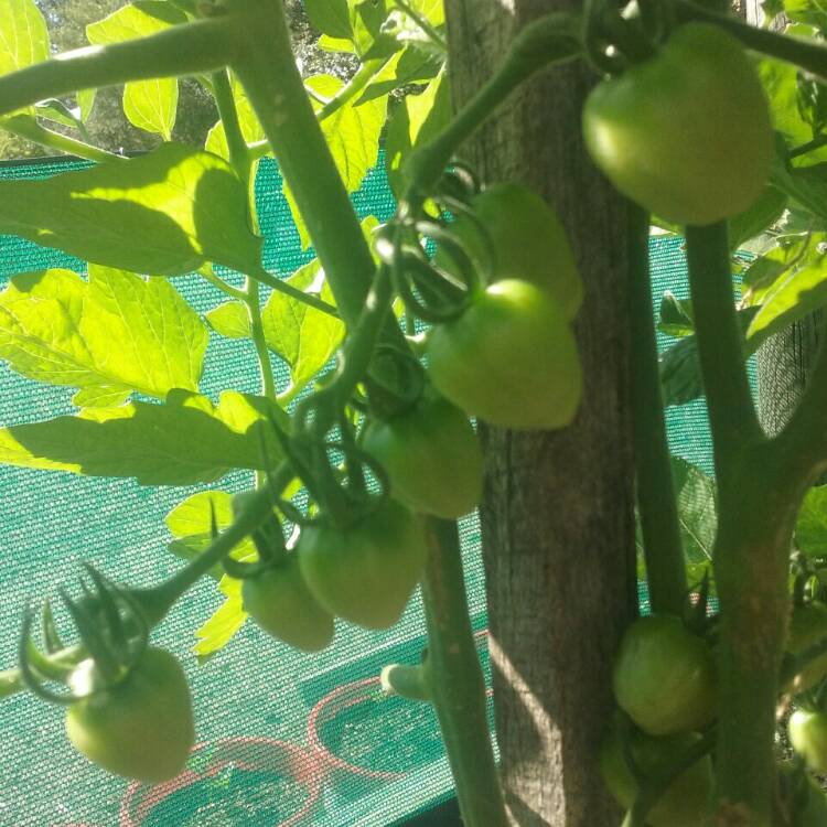 Plant image Solanum Lycopersicum var. cerasiforme 'Berry'