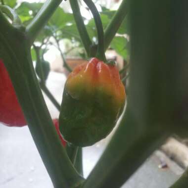 Chilli Pepper 'Butch T Red Scorpion'