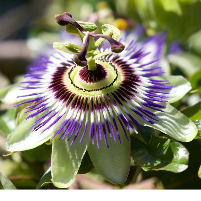 Passion Flower