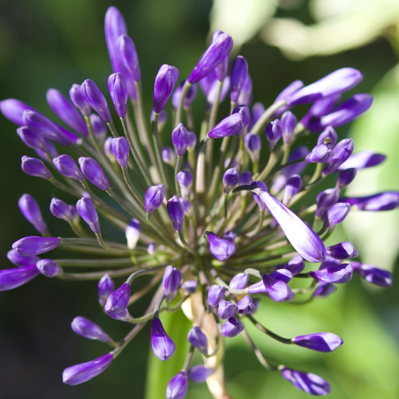 African Lily