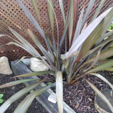 New Zealand Flax