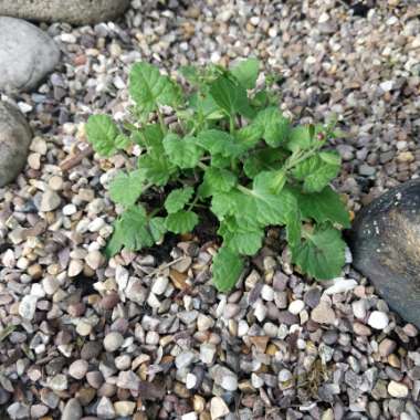 Salvia 'Hot Trumpets'