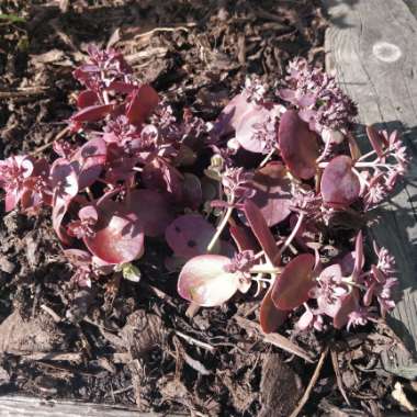 Hylotelephium 'Cherry Tart'