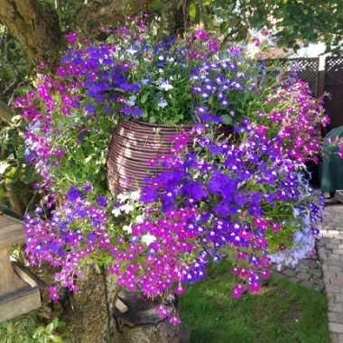 Lobelia