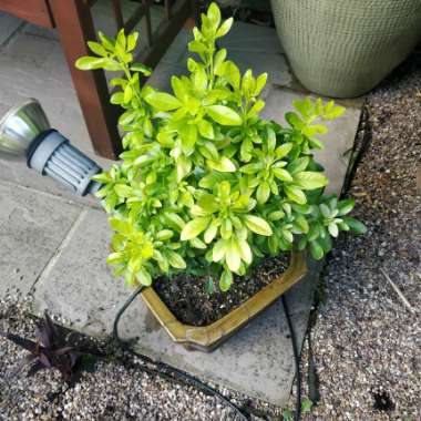 Golden Mexican Orange Blossom 'Sundance'