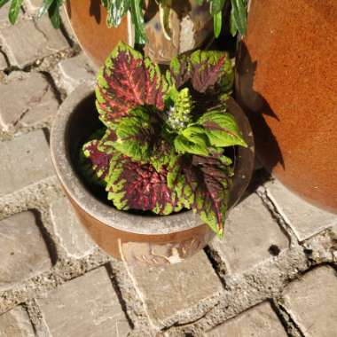 Coleus 'Premium Shade Kong Red'