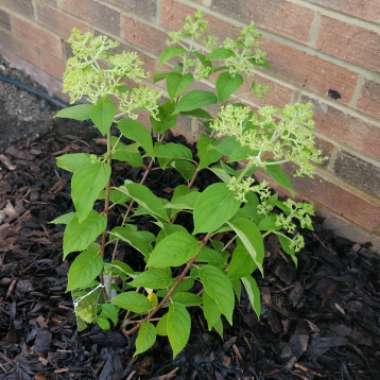 Hydrangea 'Limelight'