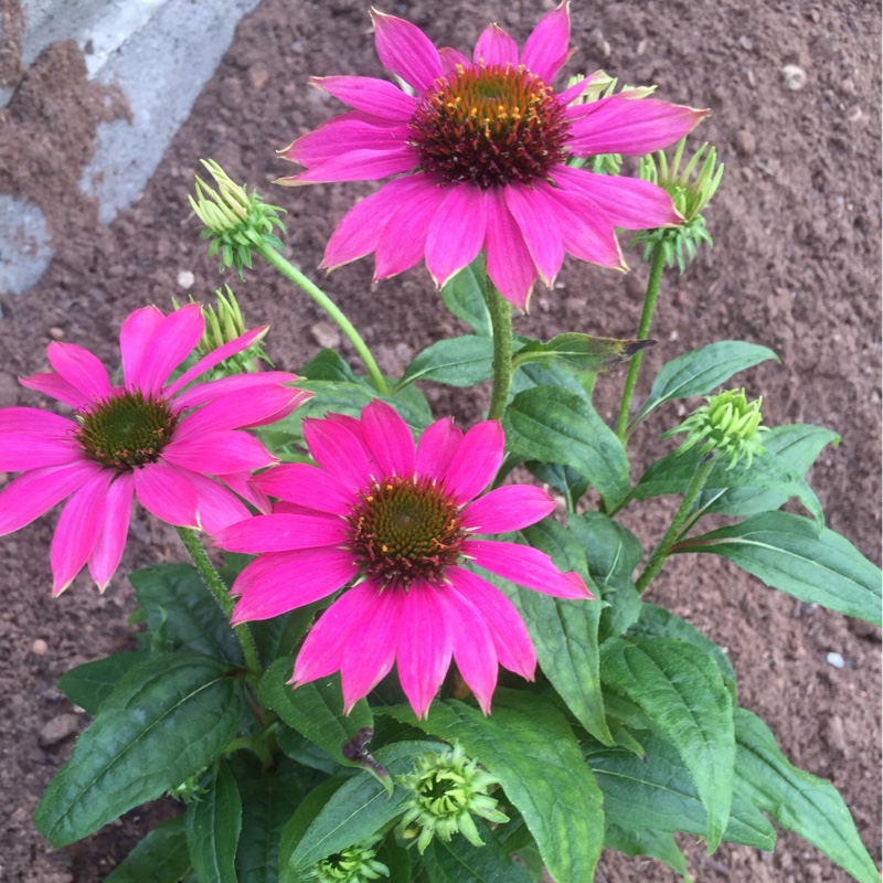 Plant image Echinacea 'Harvest Moon' (Big Sky Series) syn. Echinacea 'Matthew Saul'