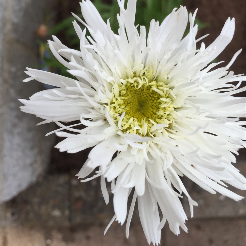 Plant image Leucanthemum x superbum 'Aglaia'