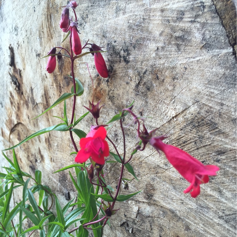 Plant image Penstemon phoenix 'Appleblossom'