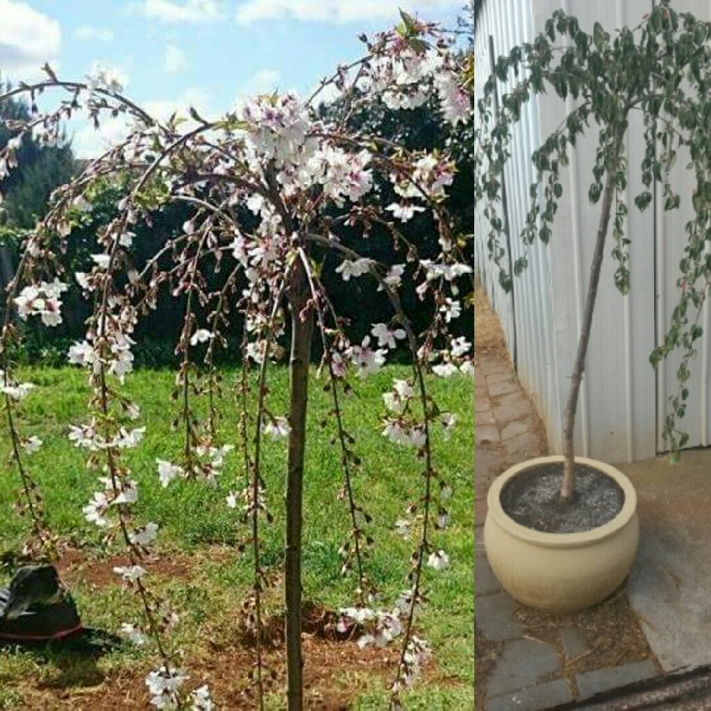 Plant image Prunus x subhirtella 'Pendula Rosea'