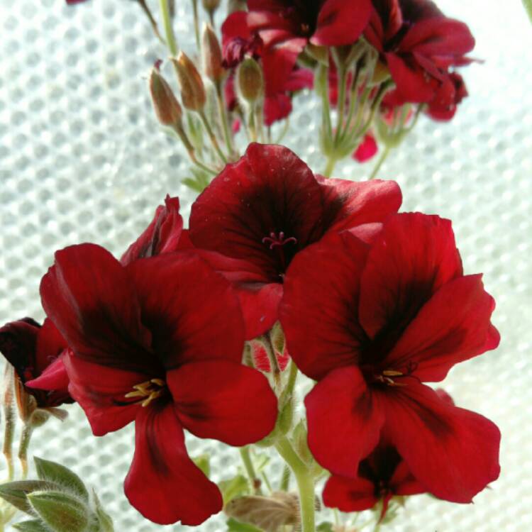 Plant image Pelargonium 'Mystery'