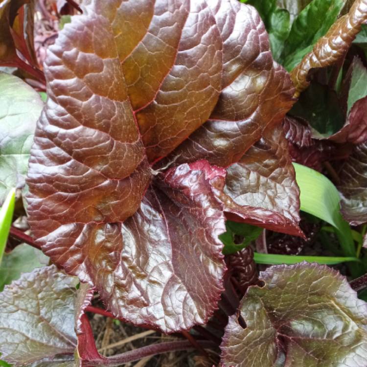 Plant image Ligularia Dentata 'Othello'