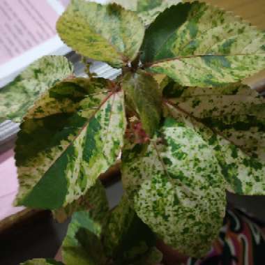 Acalypha wilkesiana