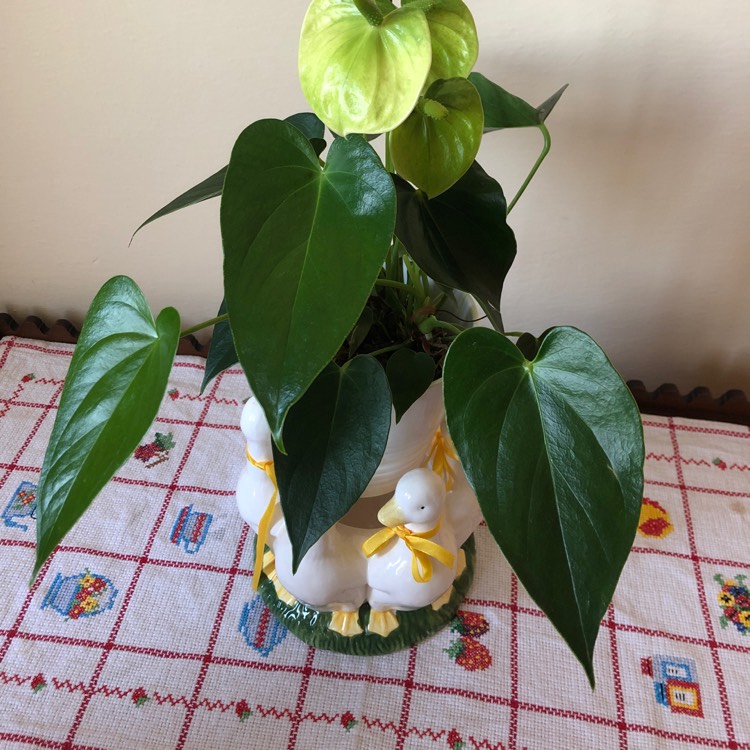 Plant image Anthurium (Andraenum Group) 'Anthcapbuk' syn. Anthurium 'Sierra White'