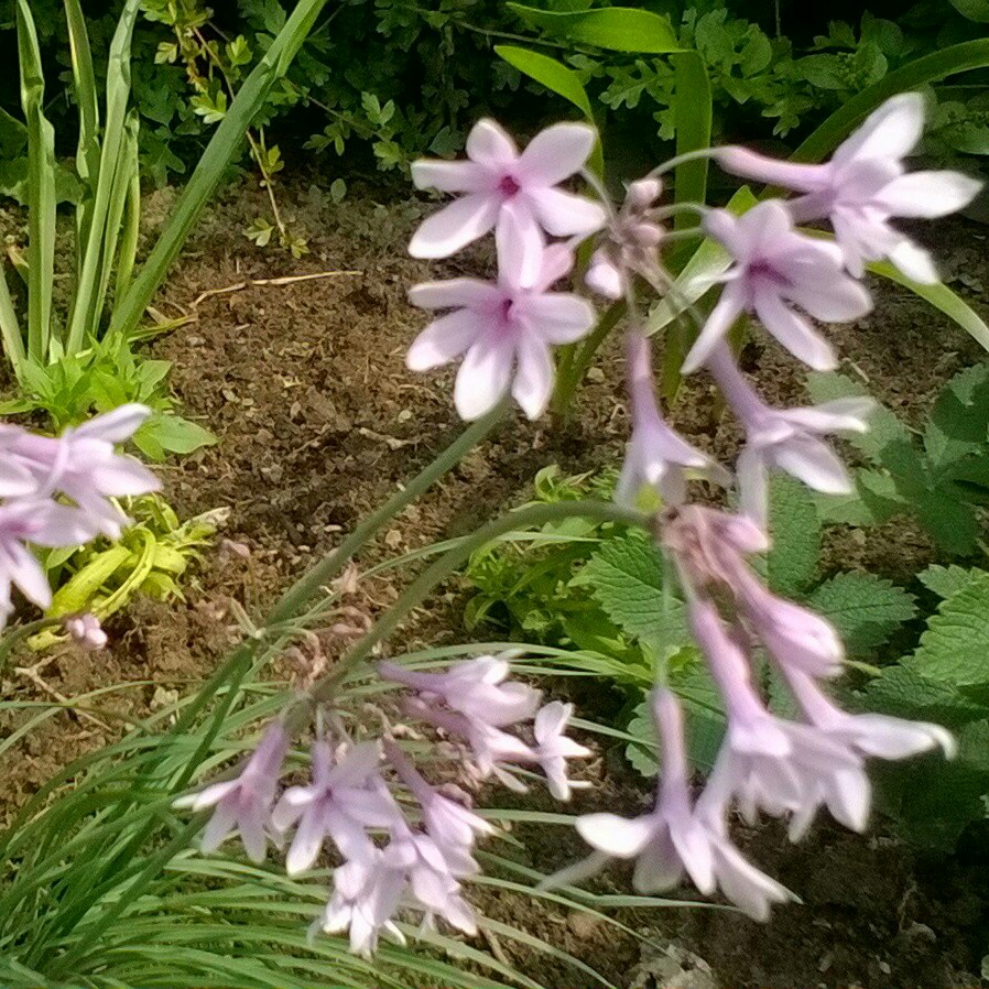 Plant image Tulbaghia violacea 'Silver Lace' syn. Tulbaghia violacea 'Variegata'