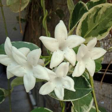 Stephanotis floribunda