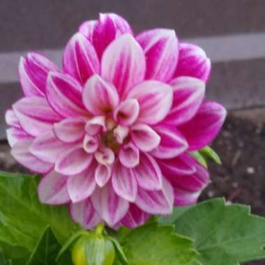 Bedding Dahlia