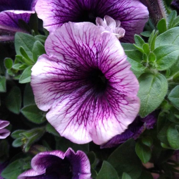 Plant image Petunia x hybrida 'F1 Ultra 'Blue'