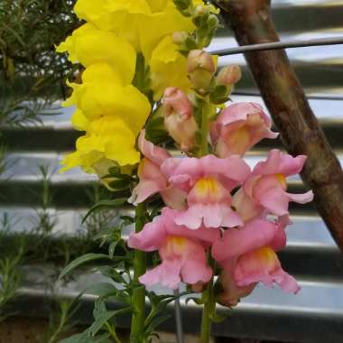 Antirrhinum