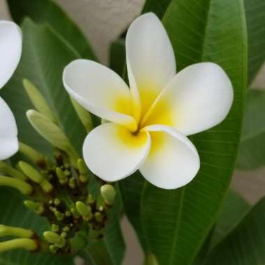 Plumeria