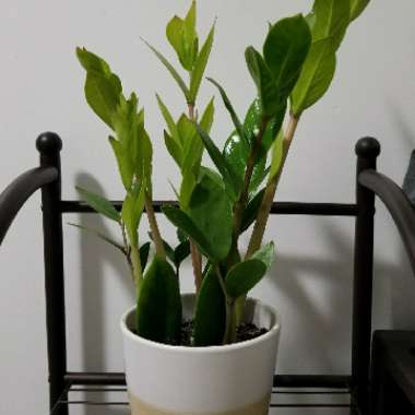 Zamioculcas zamiifolia