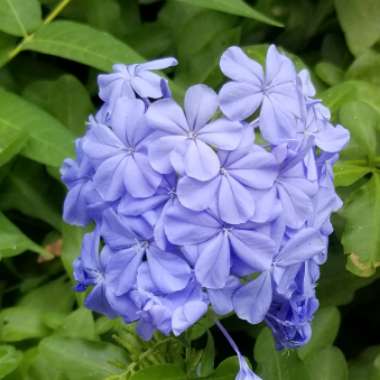 Plumbago auriculata  syn. Plumbago capensis