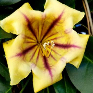 Solandra maxima