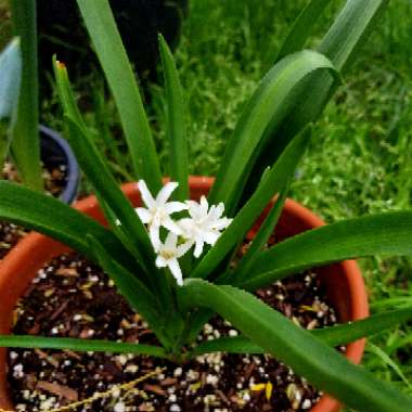 Hyacinthus orientalis 'White Pearl'