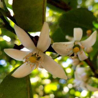 Citrus x latifolia