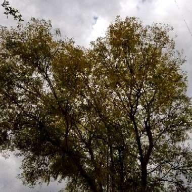 Jacaranda mimosifolia