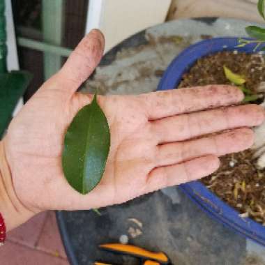 Ficus benjamina