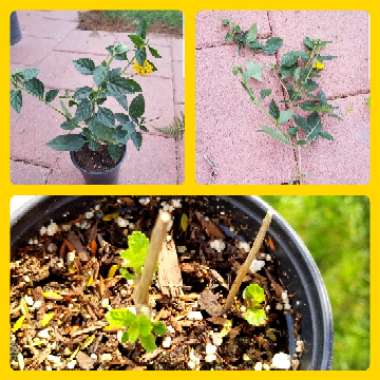 Lantana camara 'Dwarf yellow'