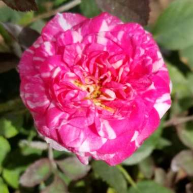 Rosa (Miniature)