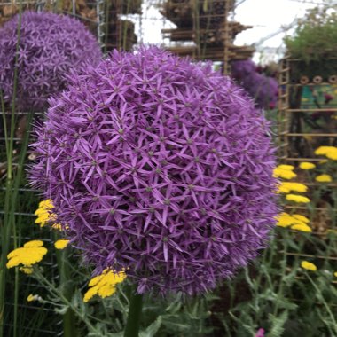 Allium hollandicum 'Purple Sensation' syn. Allium 'Purple Sensation', Allium aflatunense 'Purple Sensation'