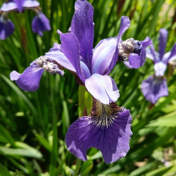 Plant image Iris Setosa