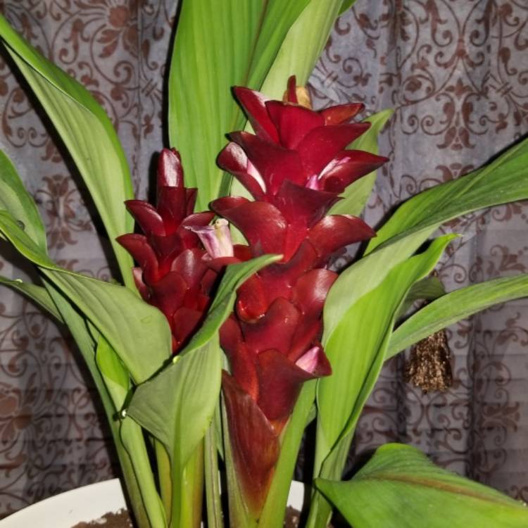 Plant image Curcuma alismatifolia