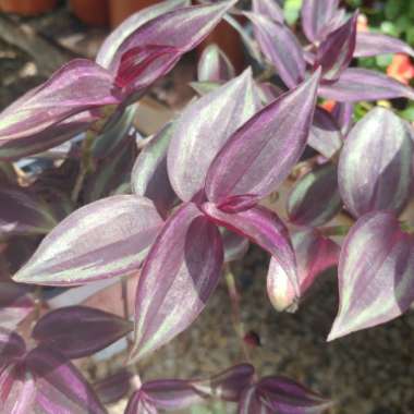 Tradescantia pallida 'Purpurea' syn. Tradescantia pallida 'Purple Heart'