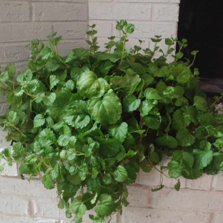 Plant image Plectranthus verticillatus