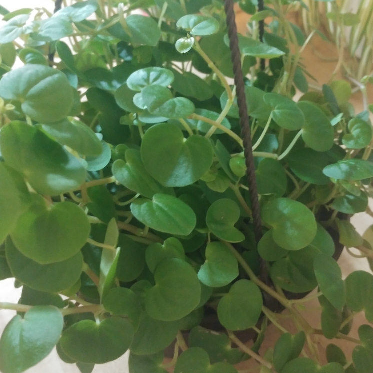 Plant image Peperomia Incana