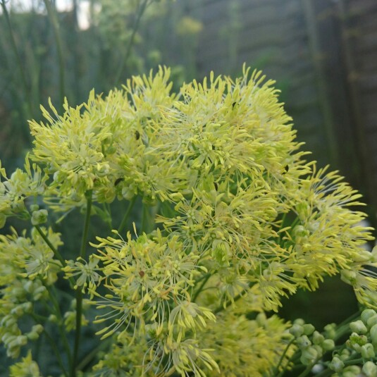 Plant image Thalictrum flavum subsp. glaucum syn. Thalictrum flavum 'Glauca' ; Thalictrum speciosissimum