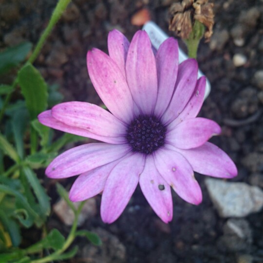 African Daisy