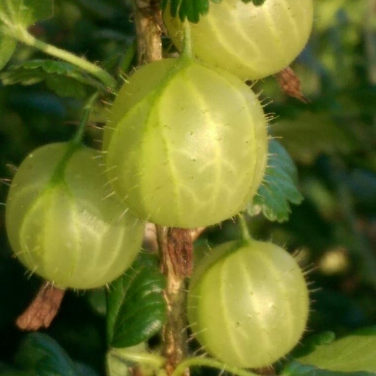 Gooseberry 'Invicta'