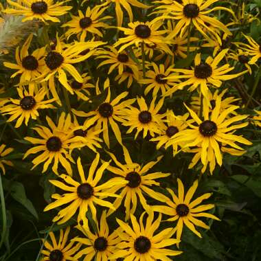 Coneflower 'Goldsturm'