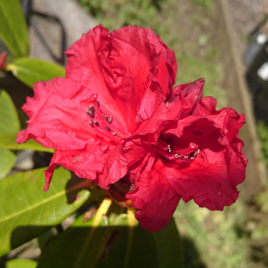 Plant image Rhododendron 'Taurus'