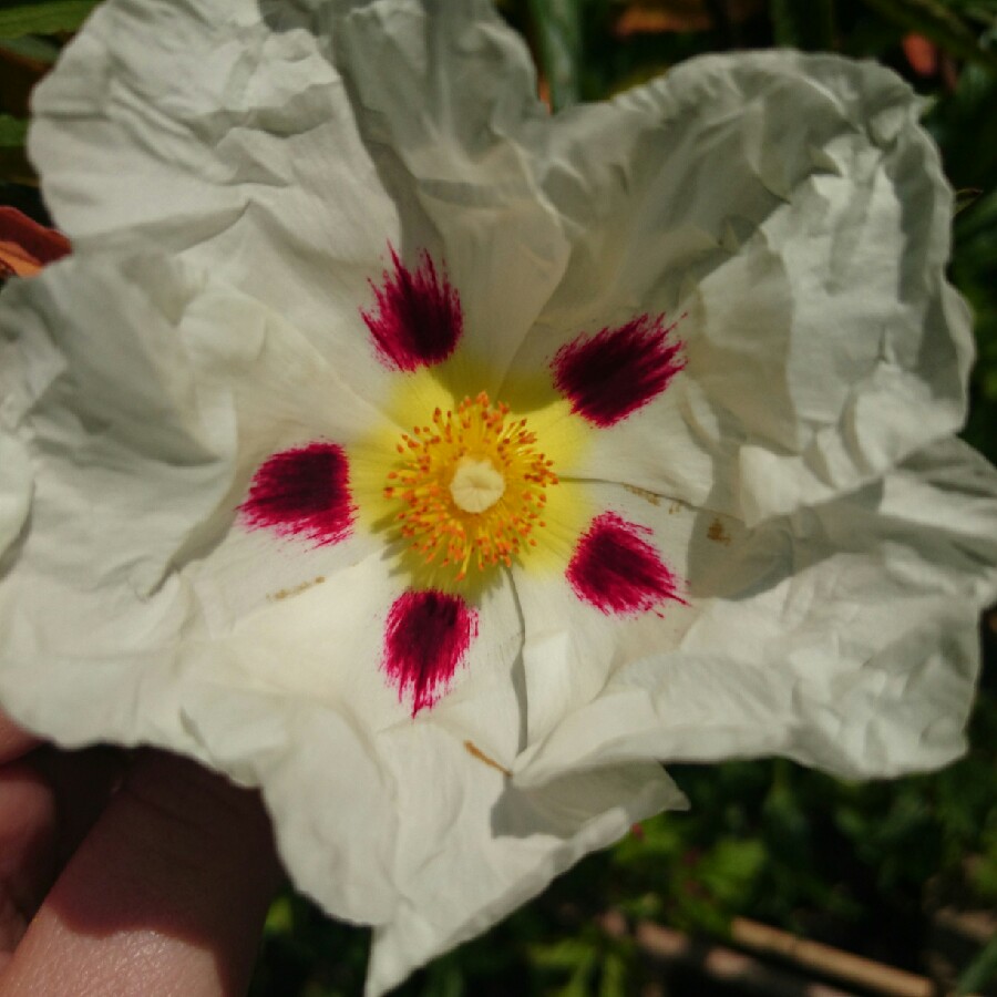 Plant image Cistus x aguilarii 'Maculatus'