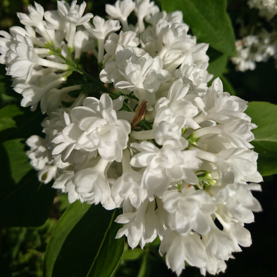 Plant image Syringa vulgaris 'Katherine Havemeyer'