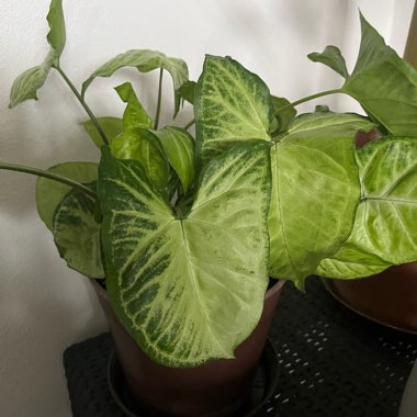 Syngonium podophyllum 'White Butterfly'