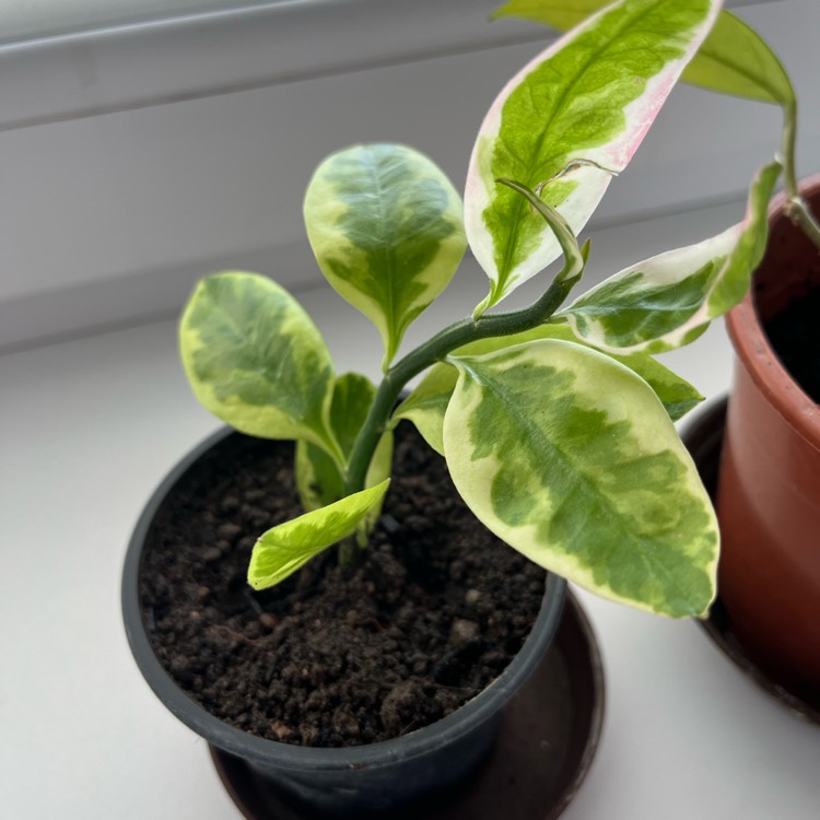 Plant image Euphorbia tithymaloides Padifolia Variegata 