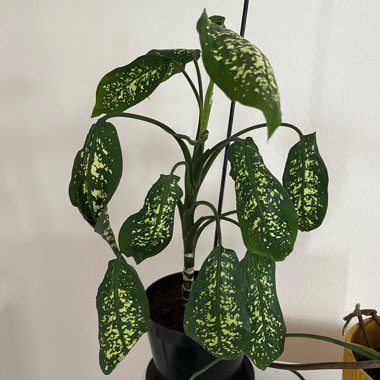 Dumb Cane